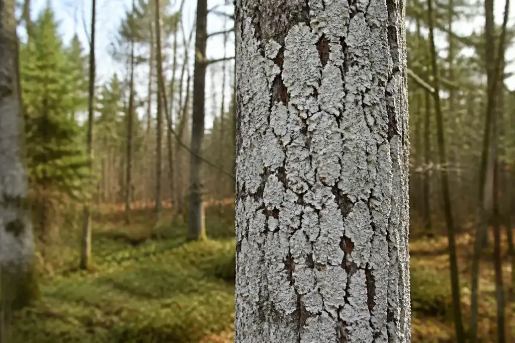 Lichen gris clair couvrant un tronc d'arbre en forêt
