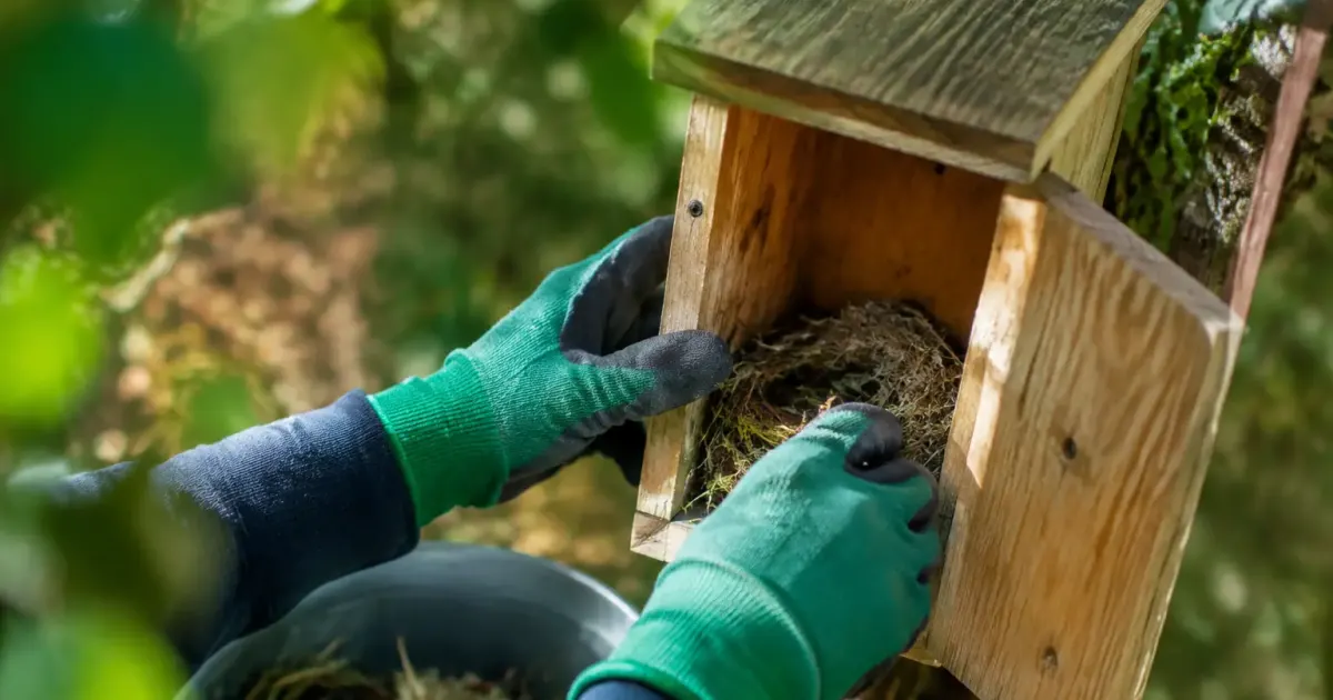 Mains gants nettoyant un nichoir en bois ouvert