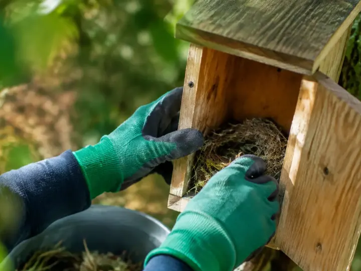 Mains gants nettoyant un nichoir en bois ouvert