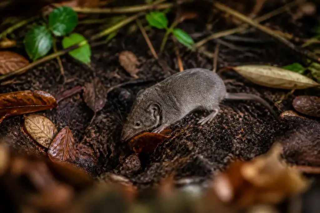 Mammifere gris fouillant la terre humide sous les feuilles