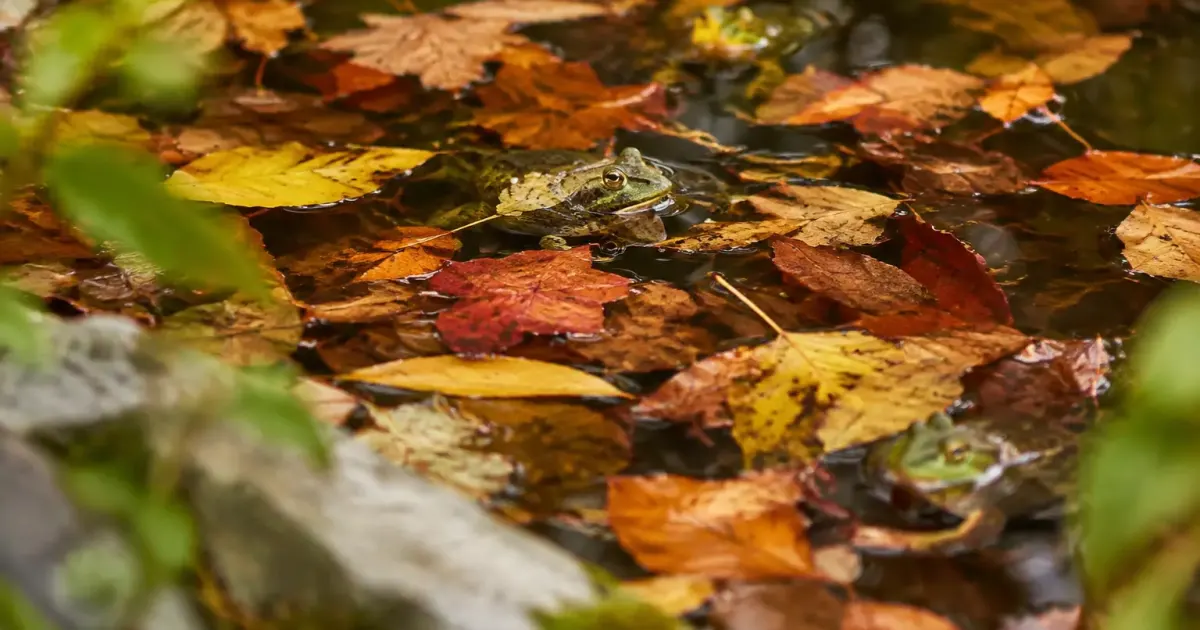 Mare couverte de feuilles mortes avec grenouilles au fond