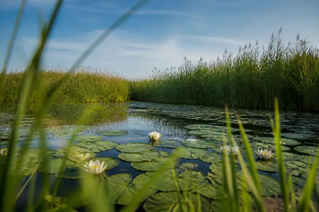 Mare peu profonde entouree de roseaux et de nenuphars