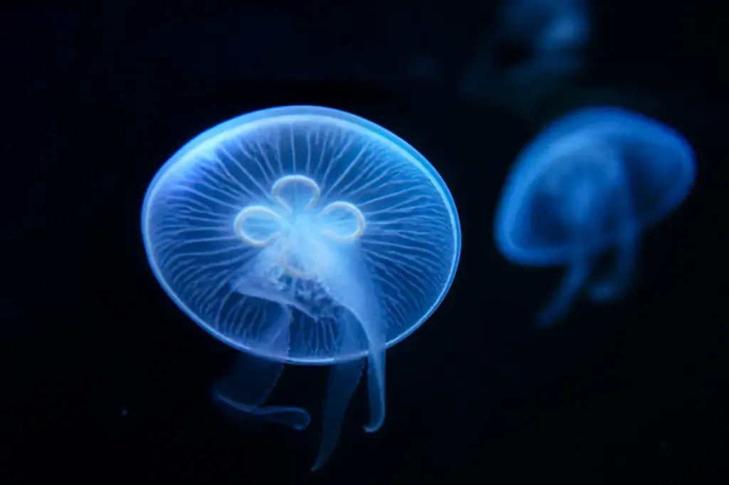 Meduse translucide au halo bleu dans une eau sombre
