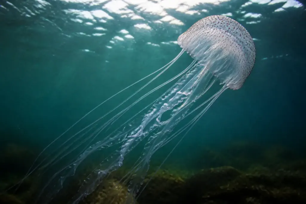 Meduse translucide aux longs tentacules ondulant en pleine mer