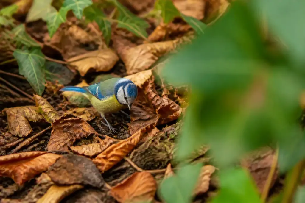 Une mesange bleue fouille les feuilles mortes au sol