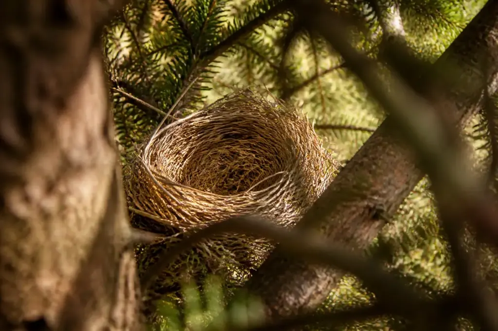 Nid vide en paille sur une branche de sapin