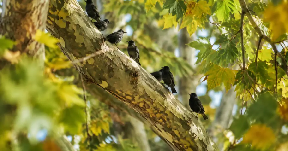Nuee de petits oiseaux noirs perches sur des platanes