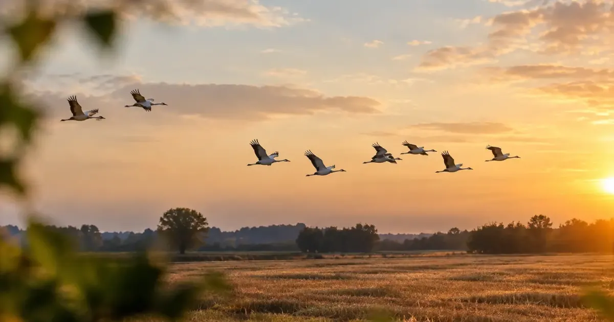 Oiseaux gris en V survolant un champ de chaume