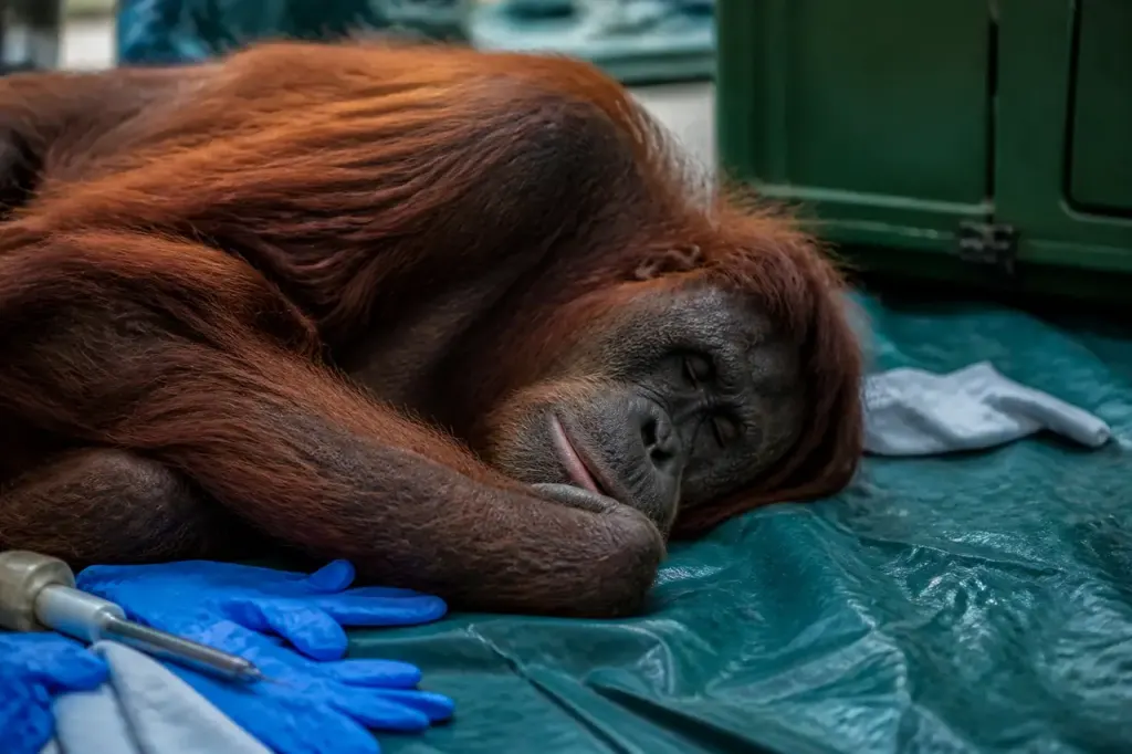 Orang-outan endormi sur une bache, veterinaire aux gants bleus