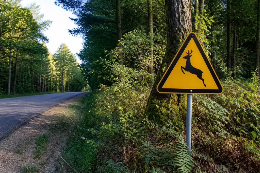 Panneau triangulaire jaune de faune en lisiere de foret