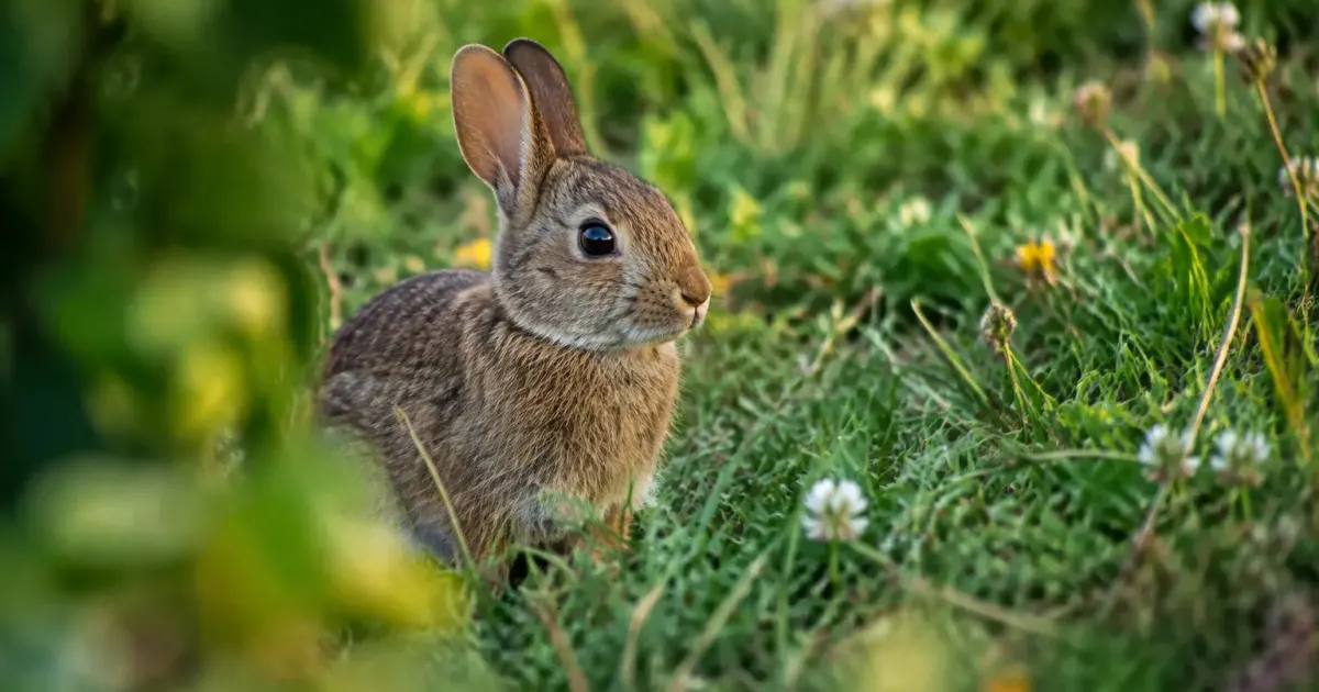Petit lapin brun assis dans l'herbe d'une prairie