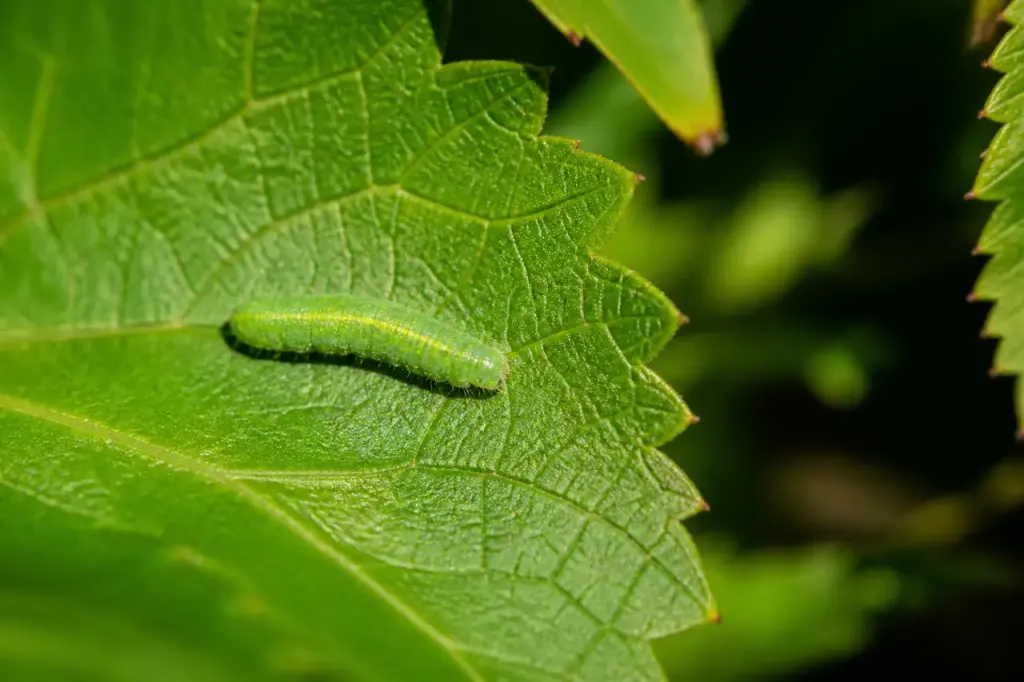 Petite larve verte posee sur une feuille au soleil
