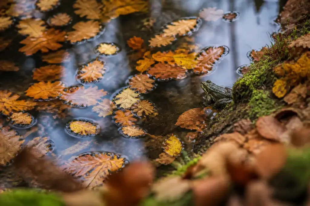 Petite mare couverte de feuilles mortes, grenouille au bord