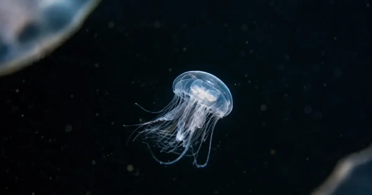 Petite meduse translucide flottant dans l'eau noire