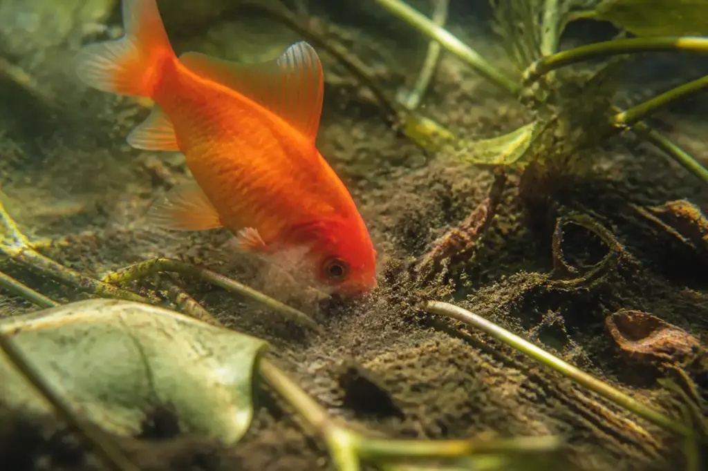 Poisson rouge fouillant la vase parmi plantes arrachees
