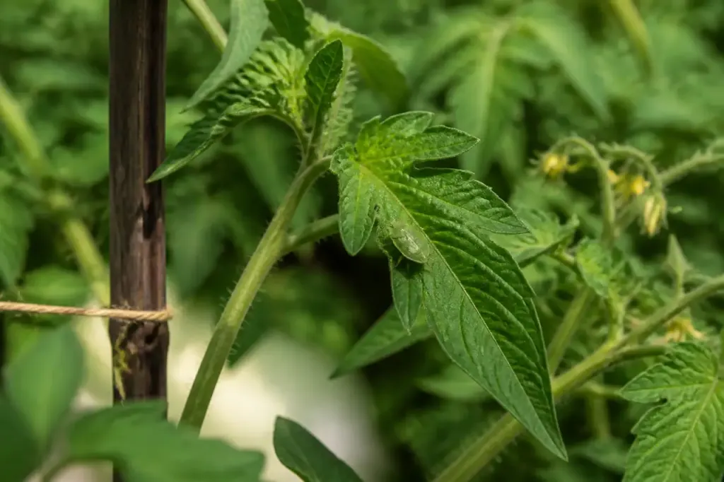 Punaise verte sur une feuille de tomate