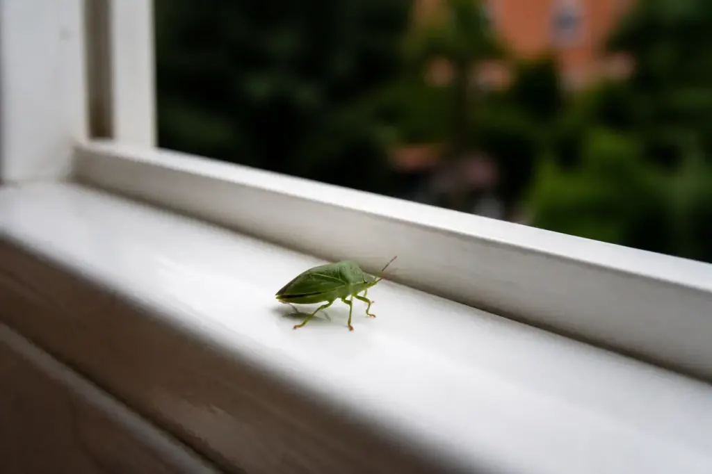 Punaise verte sur un rebord de fenetre blanc