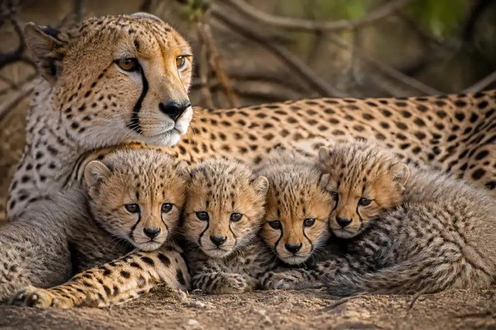 Quatre petits guepardeaux tachetes blottis contre leur mere