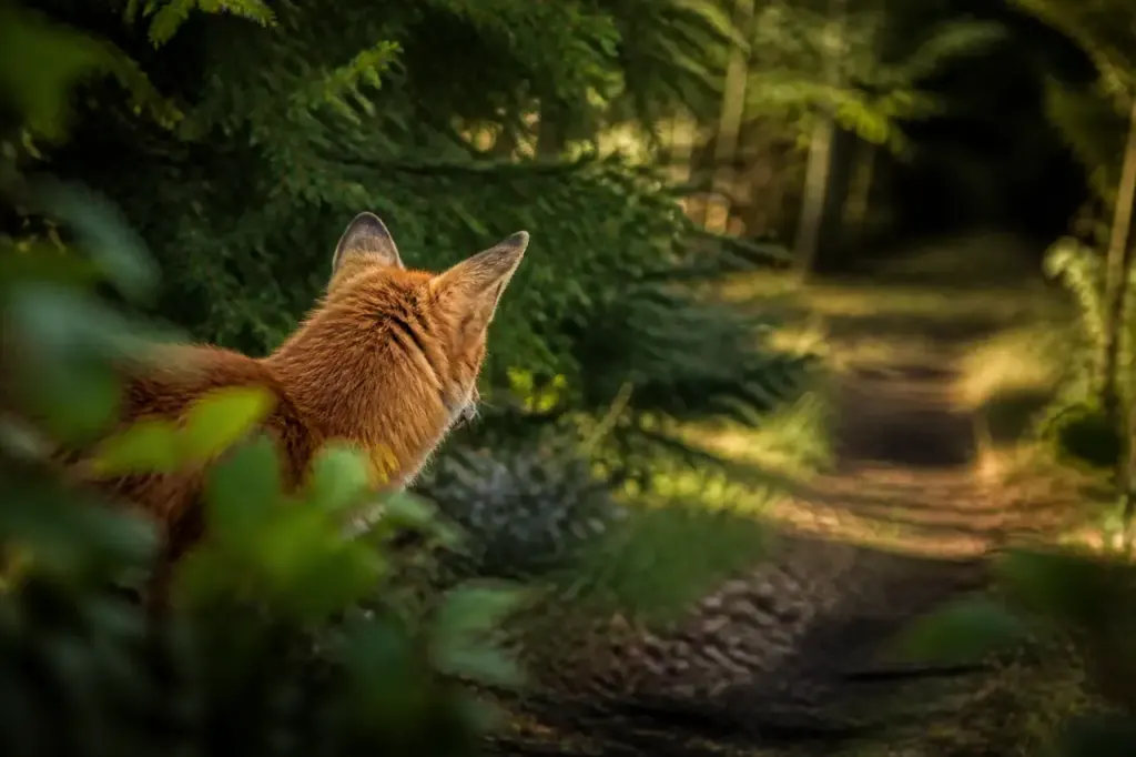 Renard roux observant un sentier forestier depuis un buisson