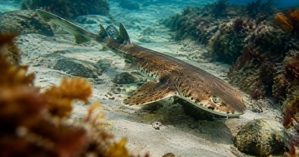 Requin roussette nage pres du fond sableux
