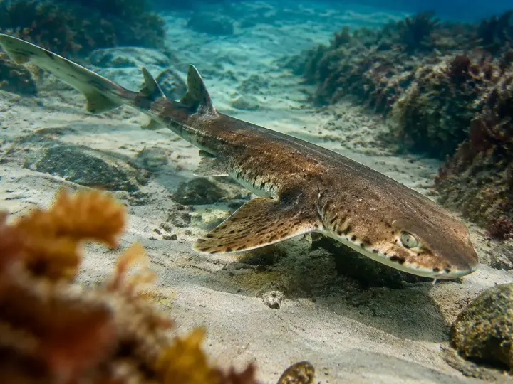 Requin roussette nage pres du fond sableux