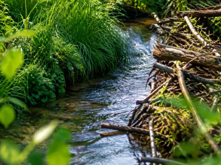 Ruisseau borde de herbes vertes et digue de branches