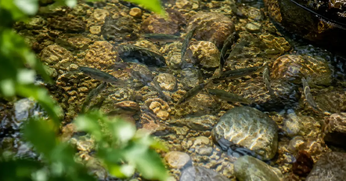 Ruisseau peu profond, galets au fond, petits poissons nageant