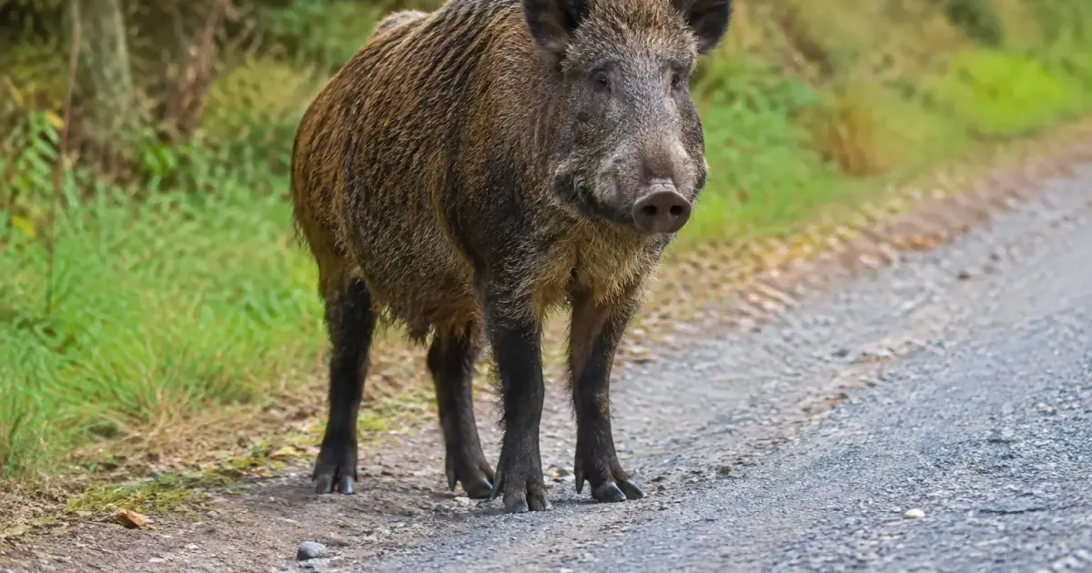 Sanglier debout au bord de la route forestiere