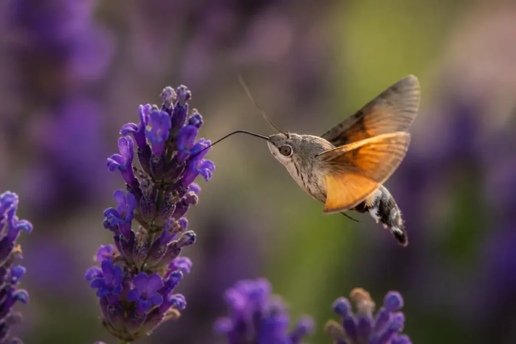Sphinx en vol stationnaire devant une lavande violette