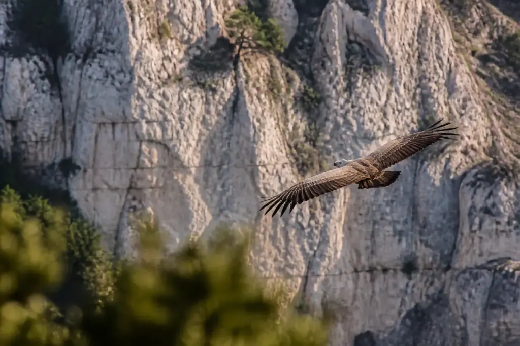 Vautours fauves planant face aux falaises calcaires blanches