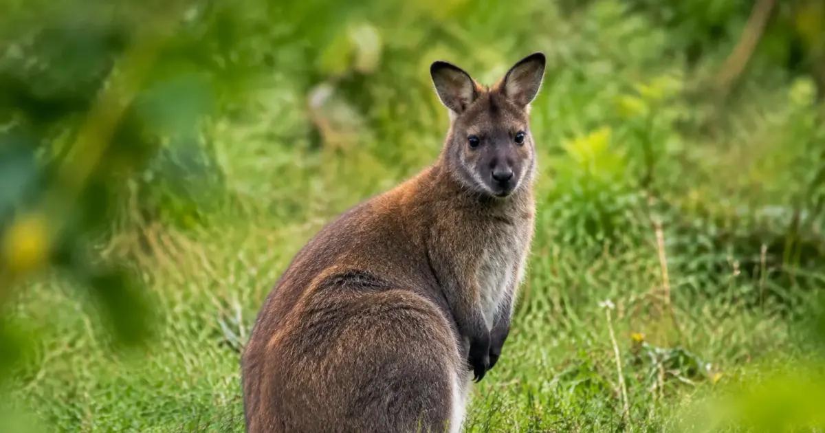 Un wallaby brun assis dans l'herbe d'un champ