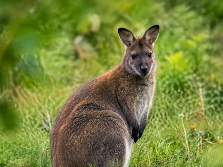 Un wallaby brun assis dans l'herbe d'un champ