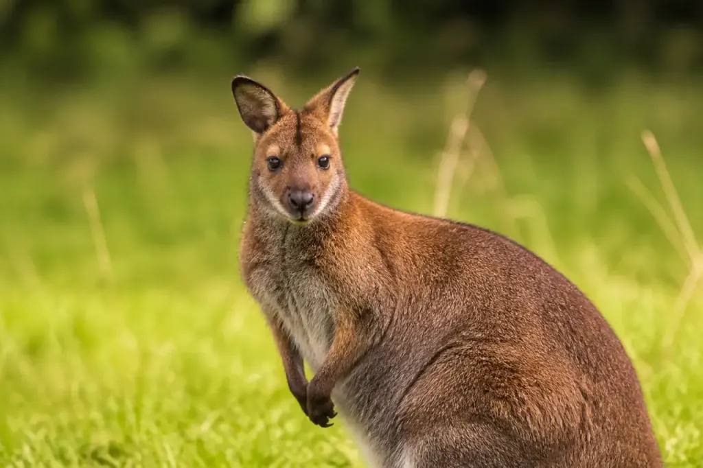 Wallaby brun au pelage roux dans une prairie verte
